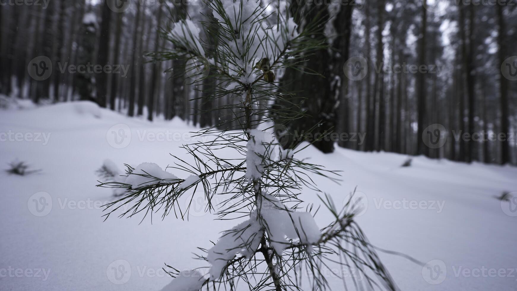 petit croissance sapin arbre dans hiver forêt. médias. fermer de petit croissance sapin arbre dans sauvage forêt dans l'hiver. petit solitaire sapin arbre grandit dans sauvage hiver forêt photo