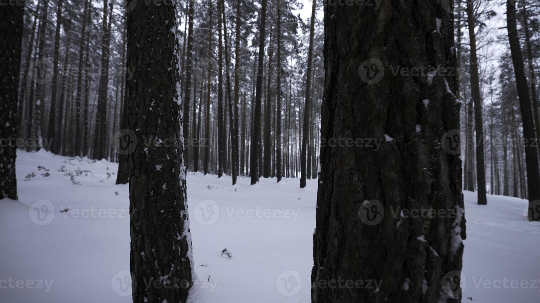 magnifique vue dans hiver forêt dans chute de neige. médias. hiver forêt dans neigeux temps. magnifique marcher dans hiver neige forêt photo