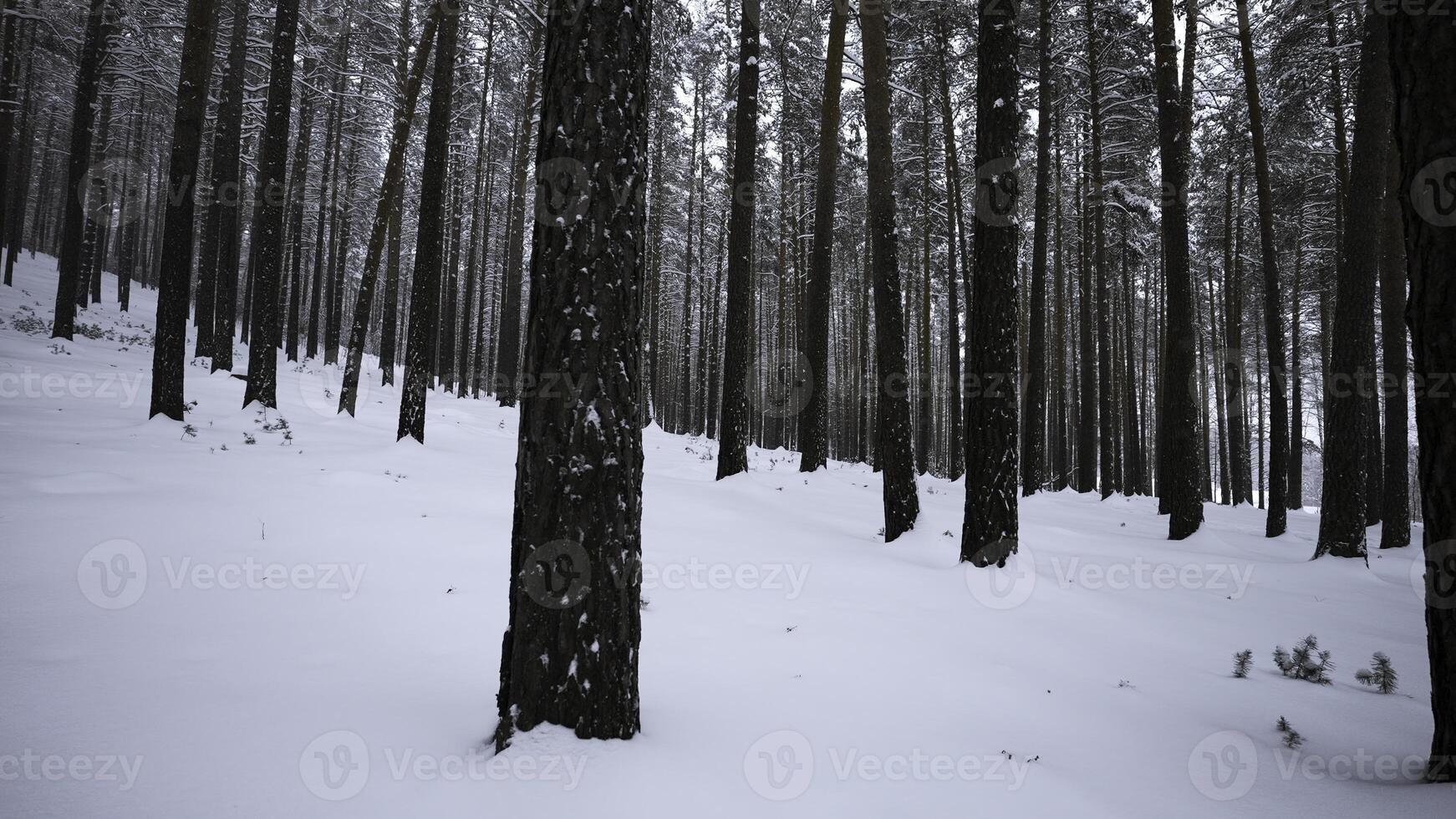 magnifique se plonger dans hiver forêt. médias. vidéo marcher dans calme hiver forêt. magnifique sauvage forêt avec neige sur hiver journée photo