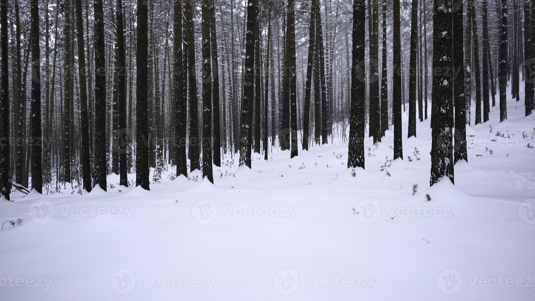 magnifique vue dans forêt avec arbre les troncs sur hiver journée. médias. calmant vue de hiver forêt avec chute neige. magnifique paysage dans hiver forêt pendant chute de neige photo