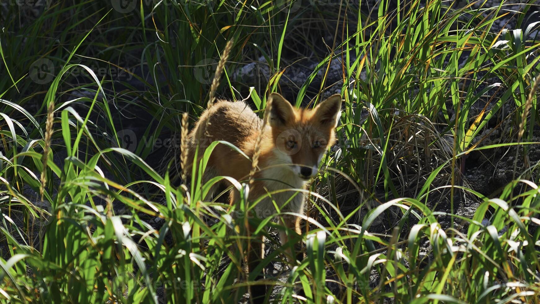 rouge Renard dans herbe. agrafe. rouge Renard court le long de pierre pente avec vert herbe. tournage faune avec rouge Renard et grand vert herbe photo