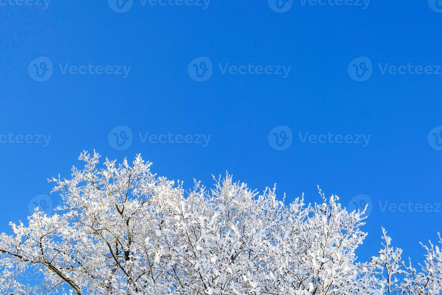 branches d'un arbre d'hiver dans un gel contre un ciel bleu. photo