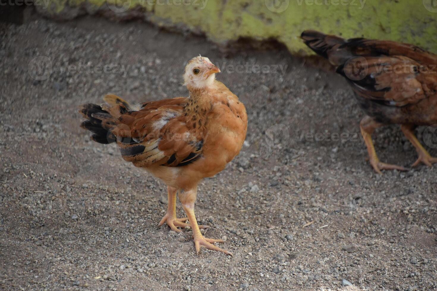 adorable bébé Caille poussin à la recherche en haut photo