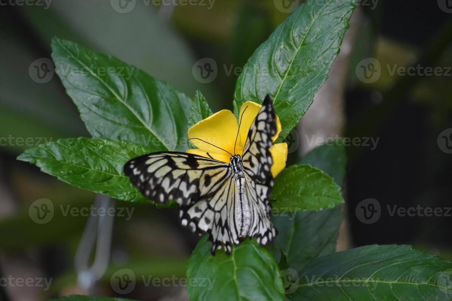 magnifique riz papier papillon sur une petit Jaune fleur photo