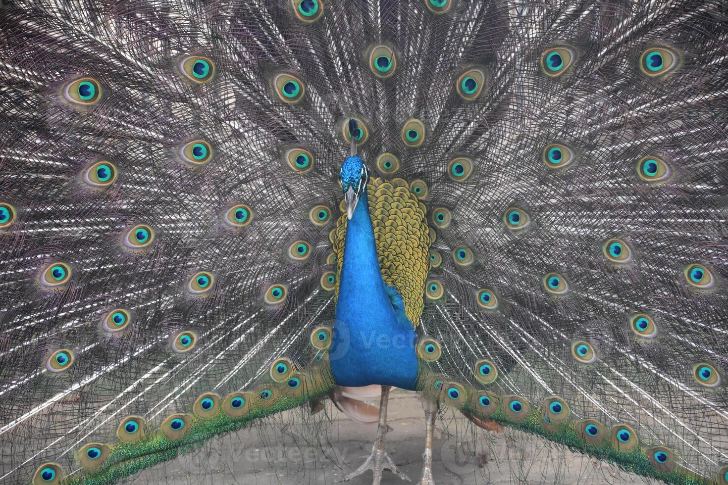 brillant paon avec coloré dégringoler sur afficher photo