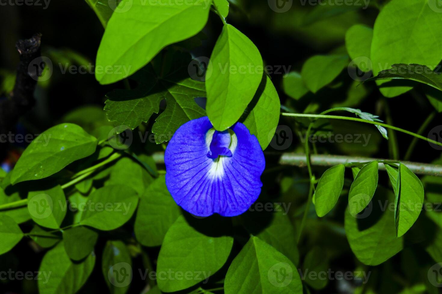 épanouissement violet orchidées photo