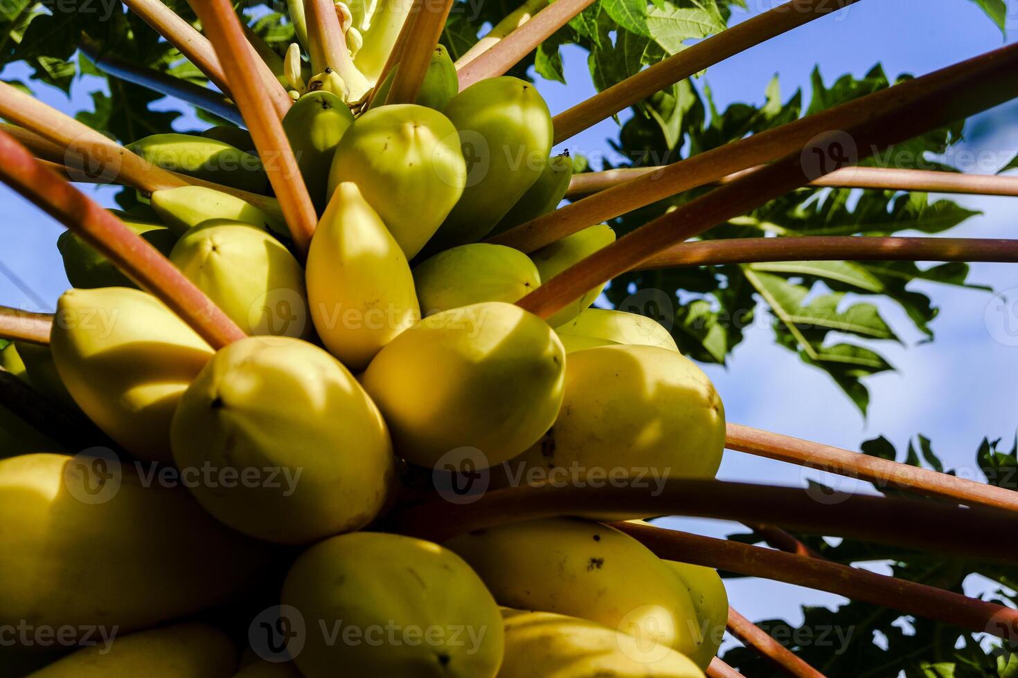 ananas fruit cette est mûr et prêt à être choisi photo