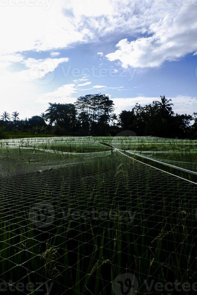 une étendue de riz des champs couvert avec filets photo