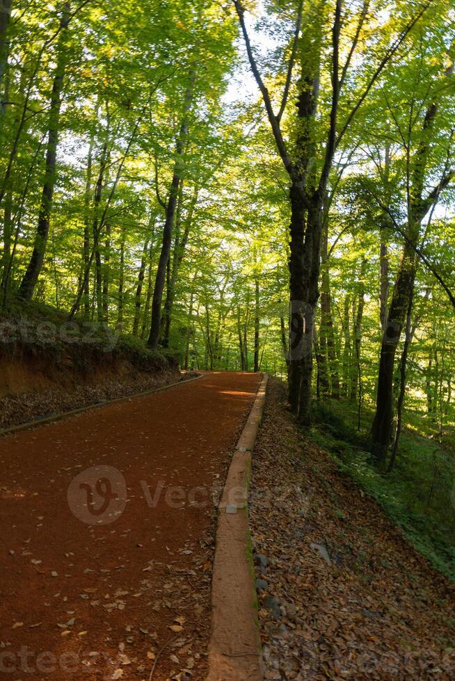 le jogging ou fonctionnement Piste dans une forêt à jour verticale photo