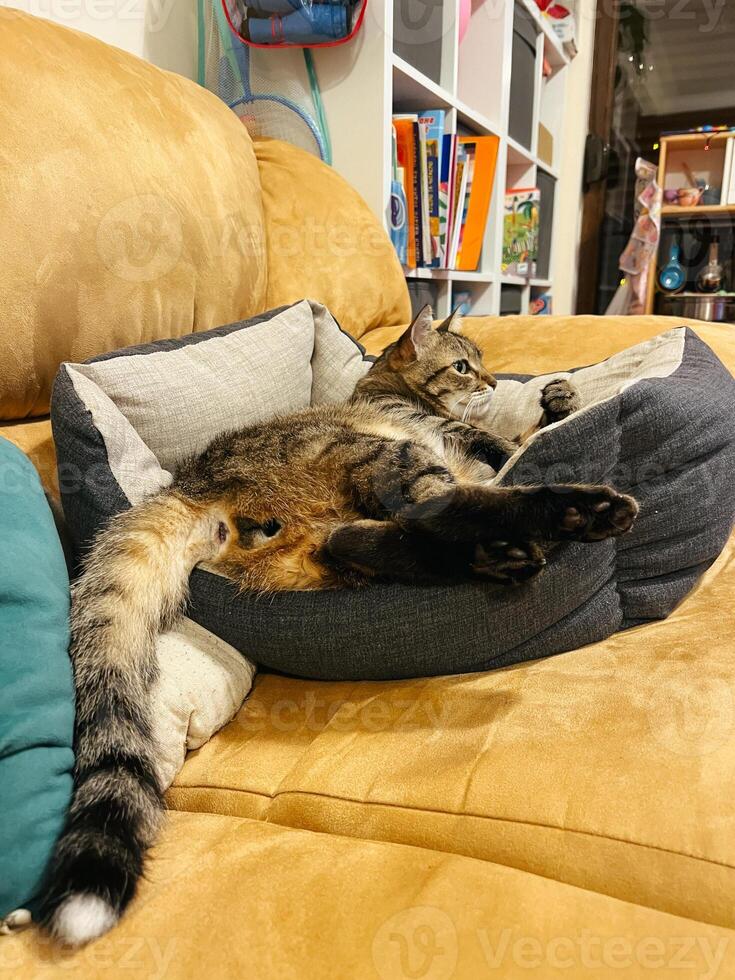 rayé chat mensonges sur une doux lit sur le canapé dans le pièce photo