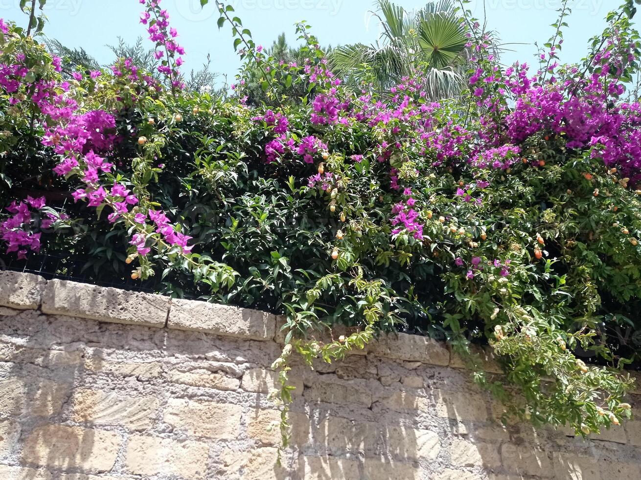 bougainvilliers sur une embaumé journée dans Procida, golfe de Naples, Italie photo