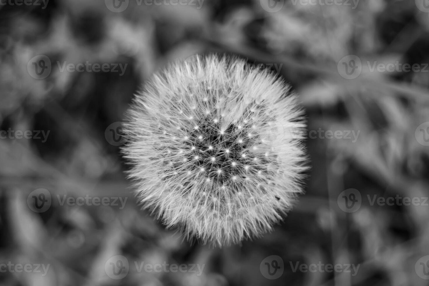 beau pissenlit de graine de fleur sauvage sur fond de prairie photo