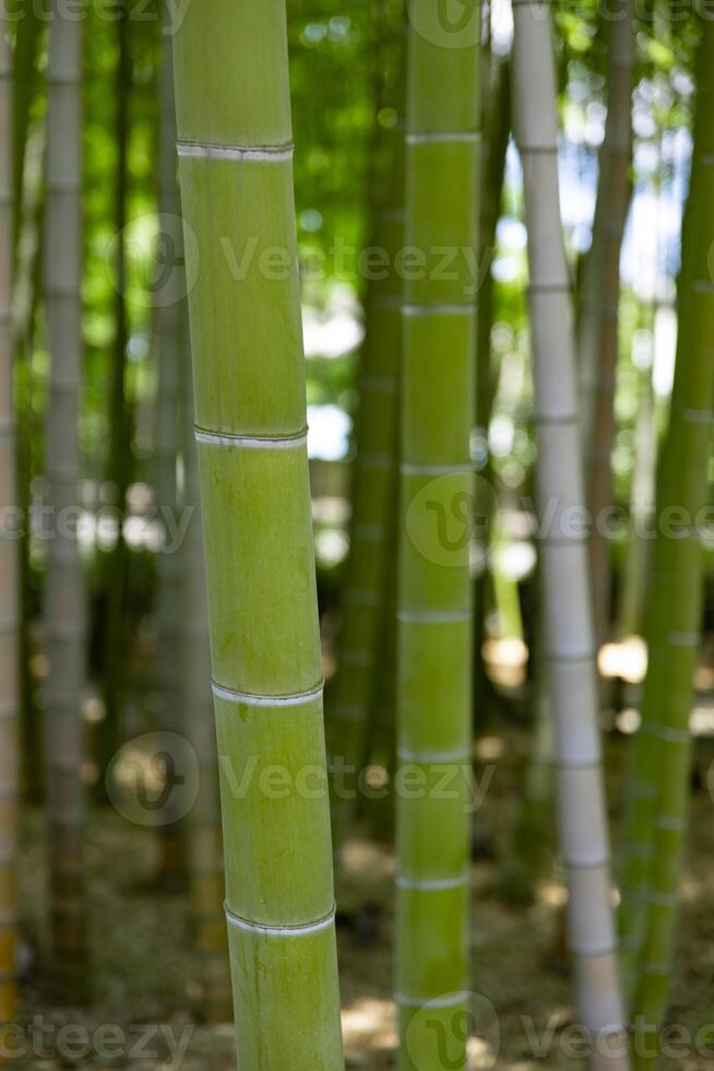 une vert bambou forêt dans printemps ensoleillé journée proche coup photo