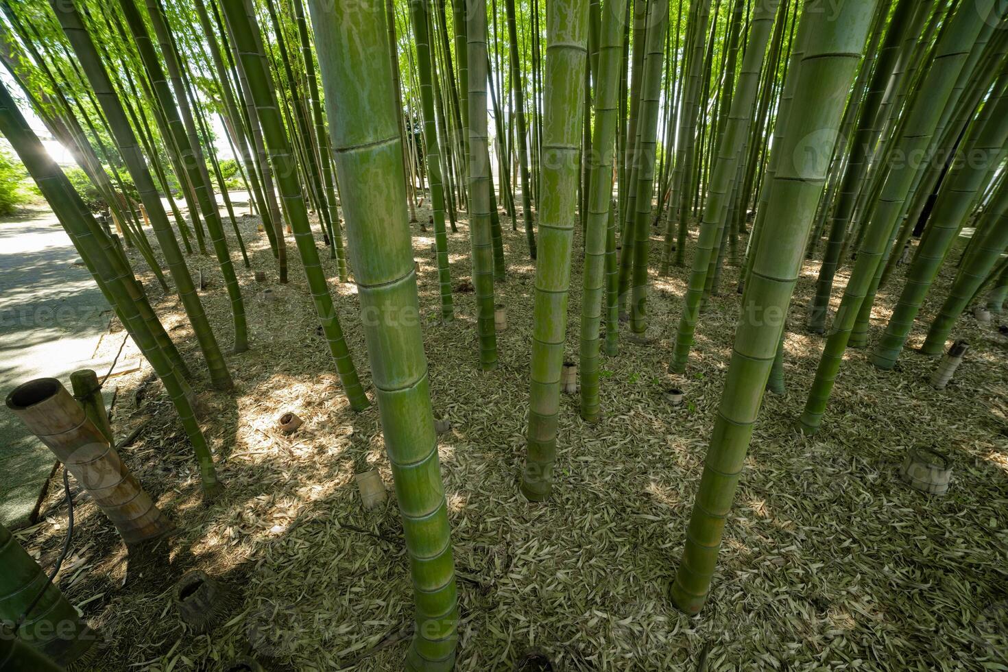 une vert bambou forêt dans printemps ensoleillé journée à la recherche vers le bas photo