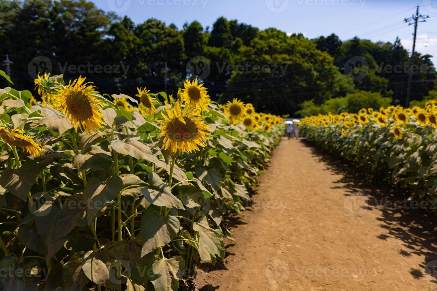 tournesols de le ferme près le vert des arbres ensoleillé journée photo