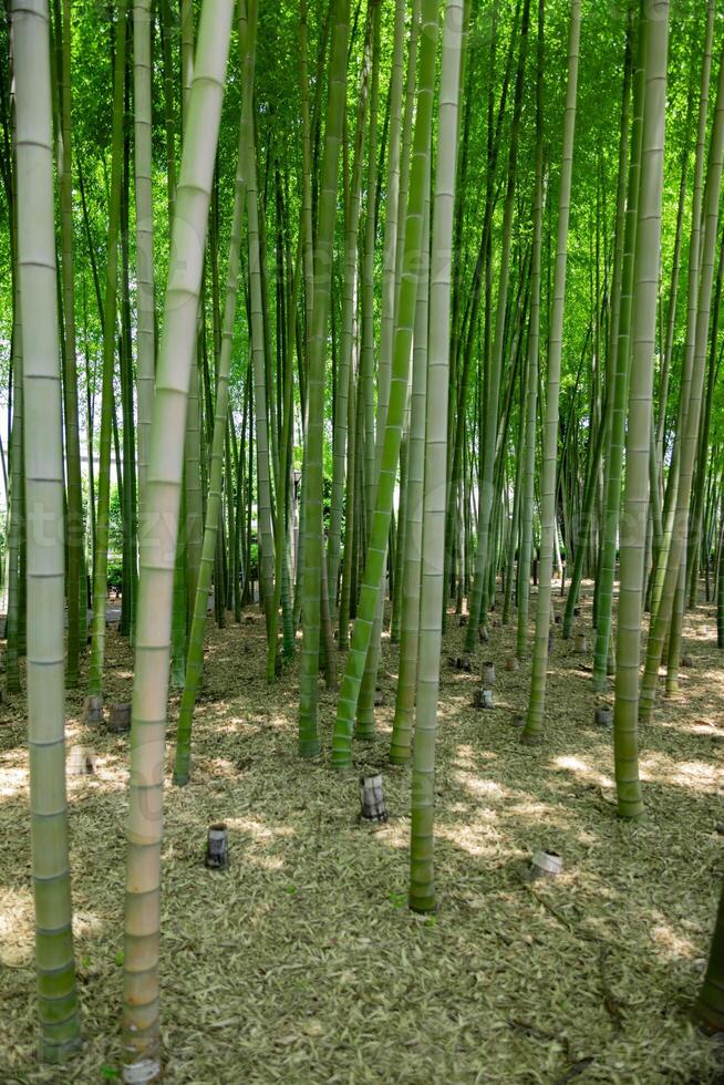 une vert bambou forêt dans printemps ensoleillé journée photo