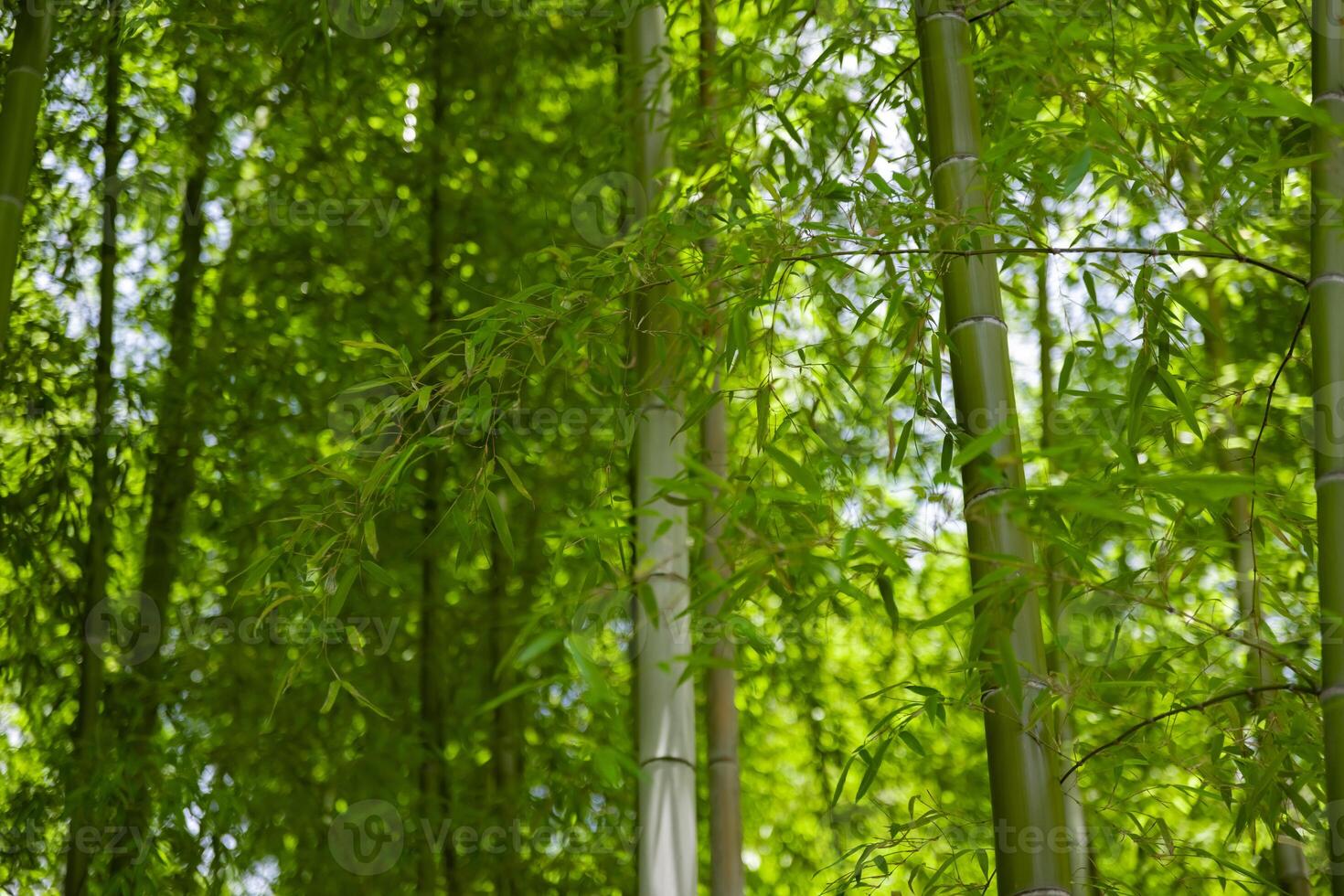 vert bambou feuilles dans Japonais forêt dans printemps ensoleillé journée photo