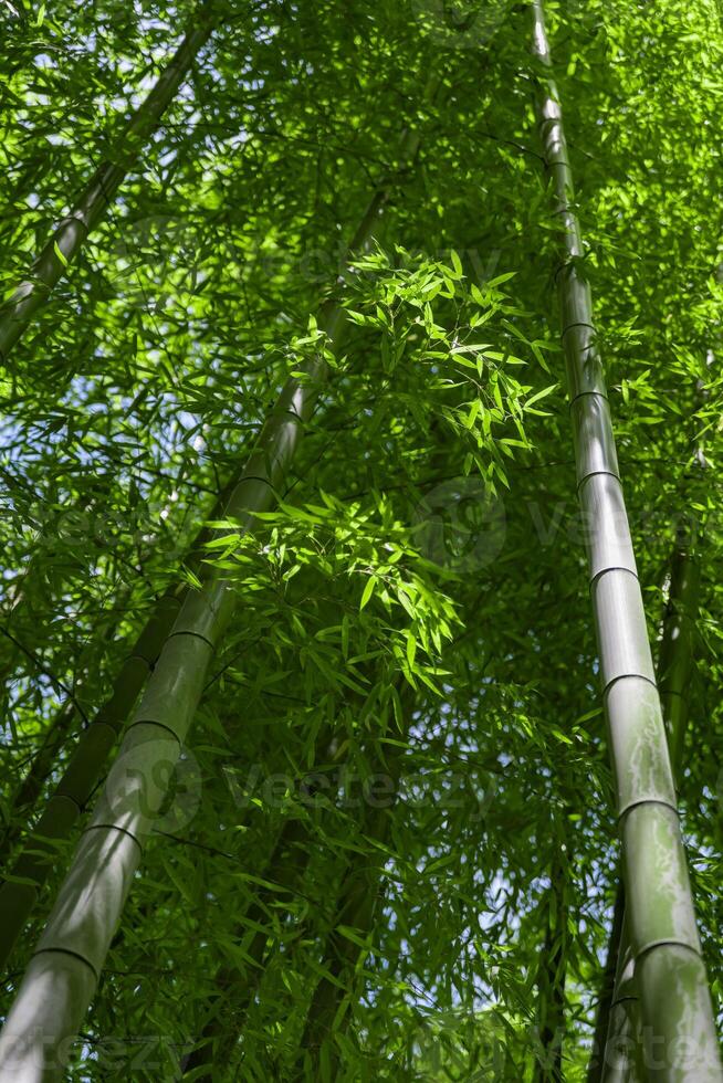 vert bambou feuilles dans Japonais forêt dans printemps ensoleillé journée photo