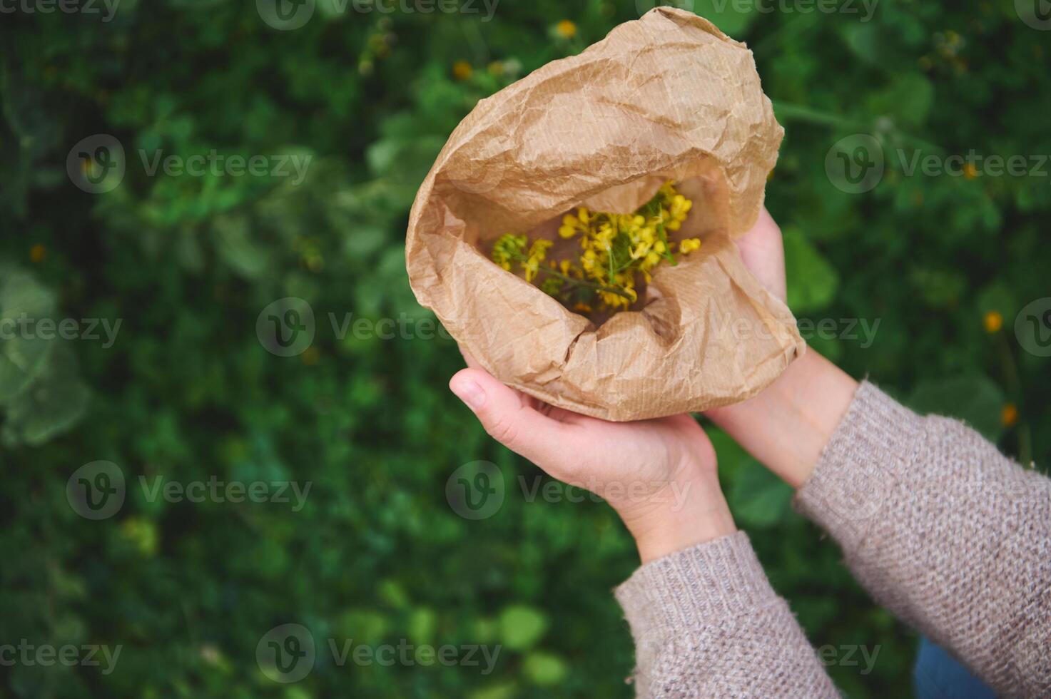 mains de une herboriste en portant recyclable papier sac avec médicinal fleurs tandis que collecte guérison herbes dans le Prairie photo