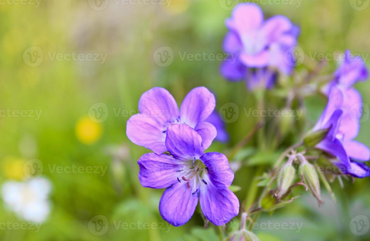 belle fleur de prairie, géranium violet. paysage d'été à hemsedal, norvège. photo