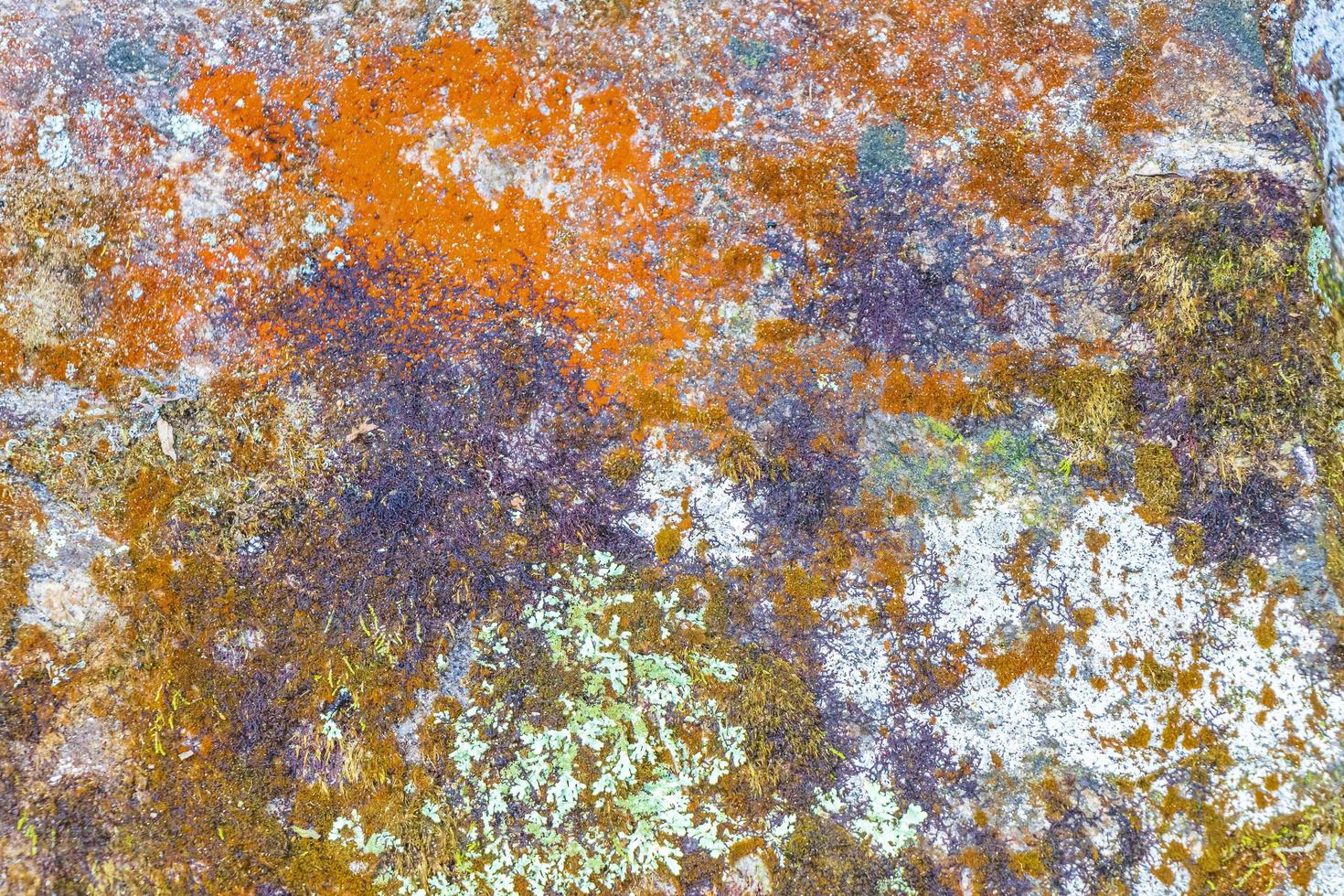 texture de roche en pierre avec de la mousse verte et du lichen au brésil. photo