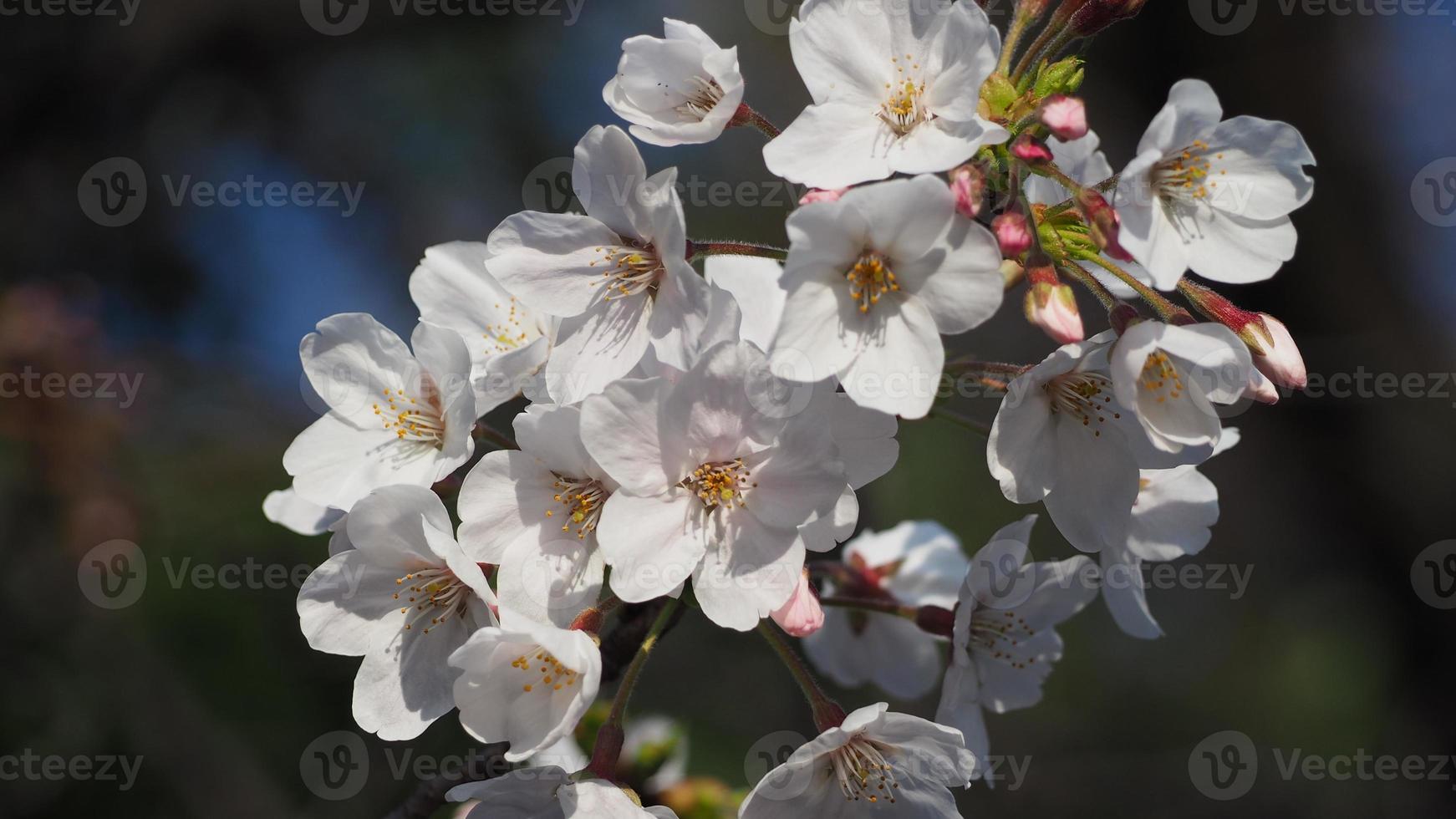 fleurs de cerisier blanches. Arbres sakura en pleine floraison à meguro ward tokyo japon photo