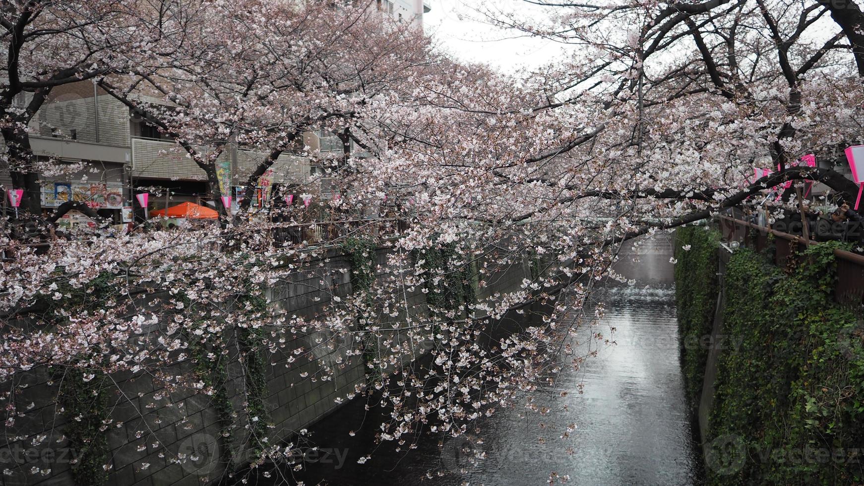 fleurs de cerisier blanches. Arbres sakura en pleine floraison à meguro ward tokyo japon photo