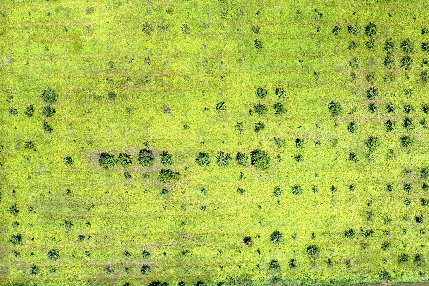 abstrait aérien vue de une champ avec certains des arbres photo