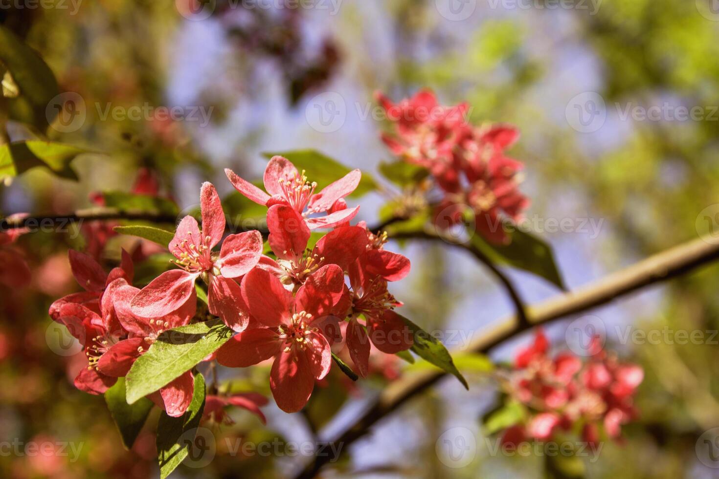 magnifique épanouissement Sakura arbre dans printemps dans le parc photo