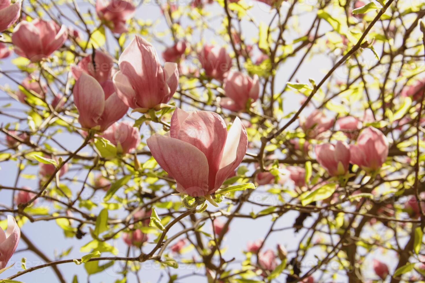 magnifique épanouissement magnolia arbre dans printemps dans le parc photo