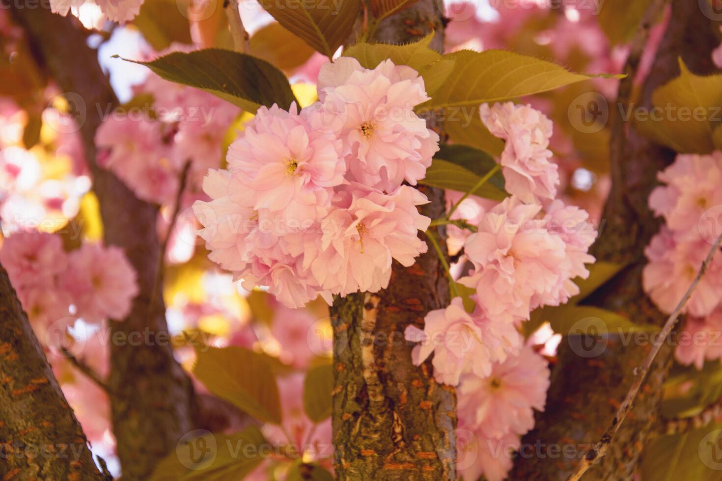 magnifique épanouissement Sakura arbre dans printemps dans le parc photo