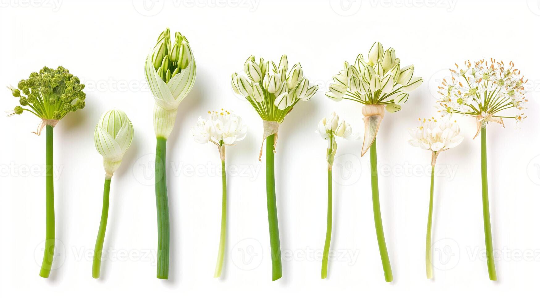 ai généré proche en haut de épanouissement sauvage poireau fleurs pendant divers étapes de leur la vie cycle, isolé sur une blanc Contexte photo