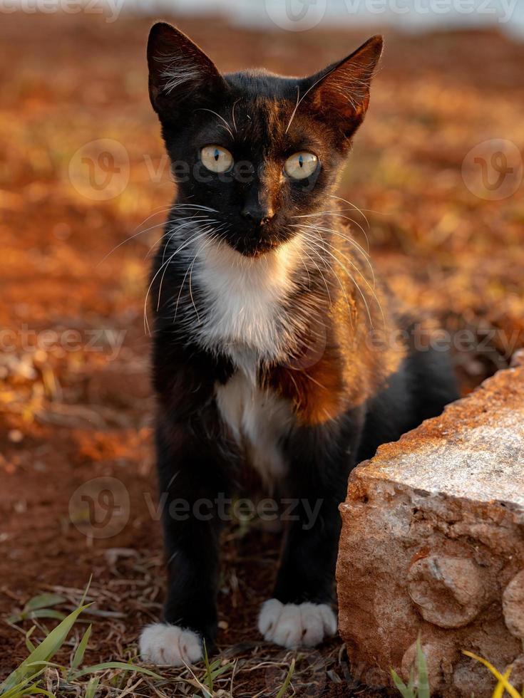 jeune chat domestique sauvage noir photo