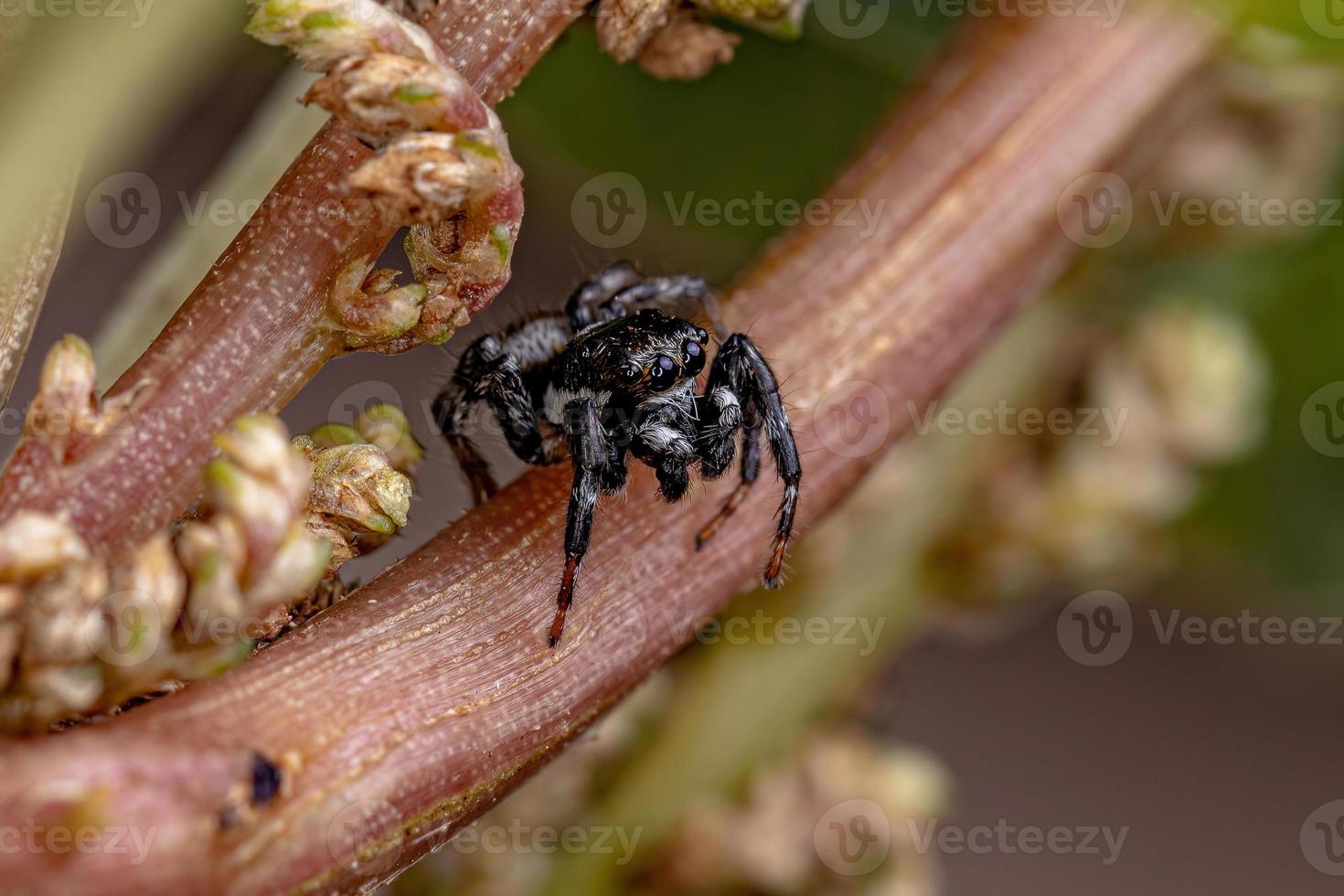 araignée sauteuse mâle adulte photo