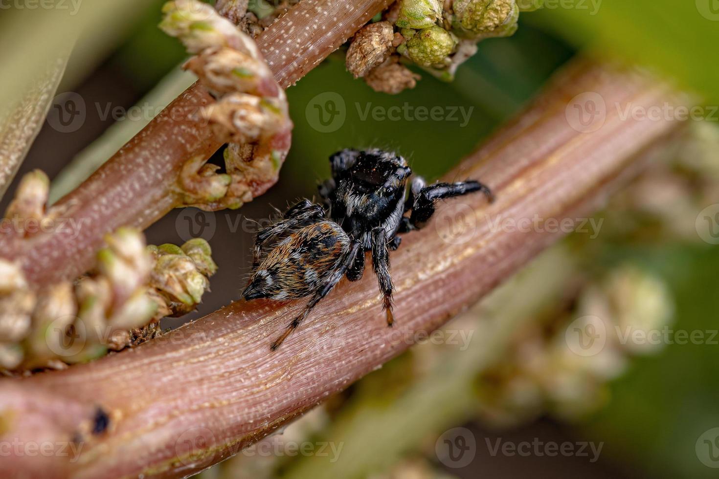 araignée sauteuse mâle adulte photo