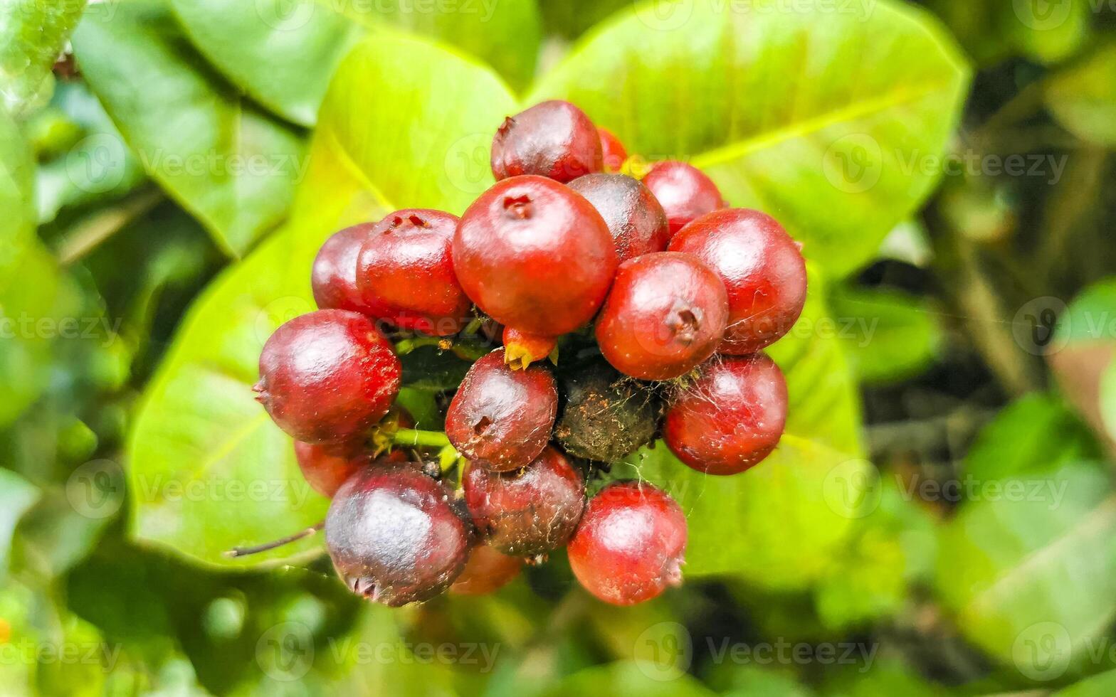 rouge fruit baies sur tropical buisson plante arbre Mexique. photo