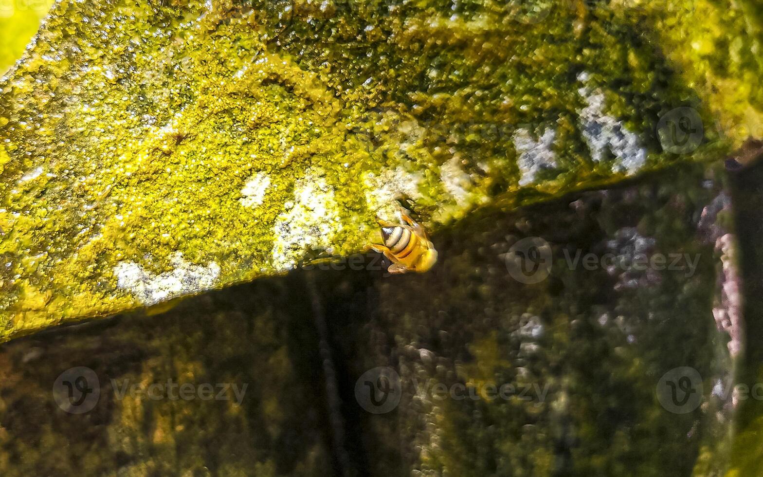 petit les abeilles à le vert Fontaine des pierres rochers Mexique. photo
