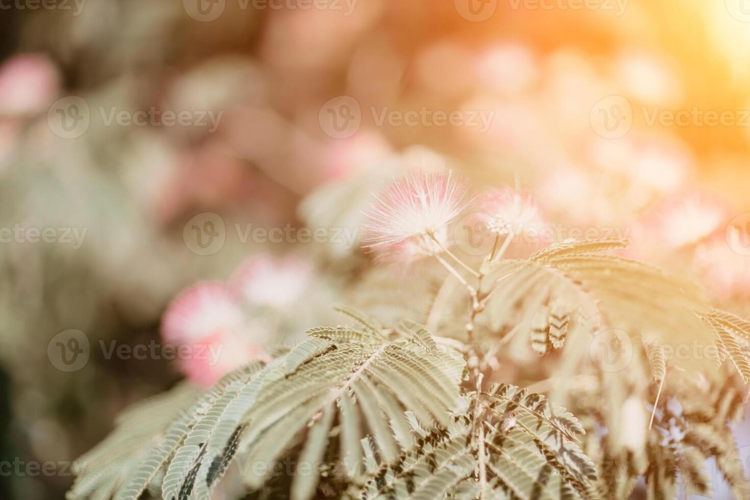 albizia julibrissin avec vert feuilles et rose duveteux fleurs - aussi nommé persan soie arbre ou rose soie arbre. sélectif se concentrer. photo