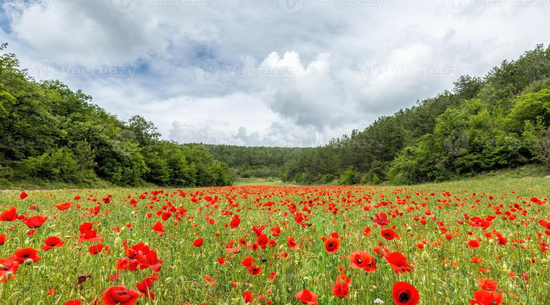 coquelicot champ panorama. grand champ avec rouge coquelicots et vert herbe. champ de rouge coquelicots sur le coucher du soleil. agronomie, industrie et nourriture production. papaver sp. photo