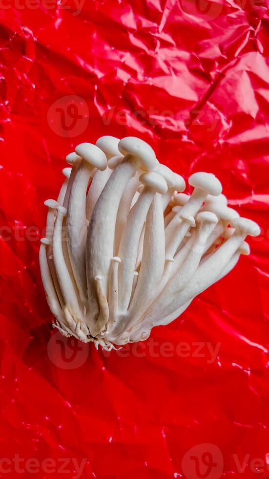 vibrant blanc enoki champignons sur rouge métallique Contexte photo