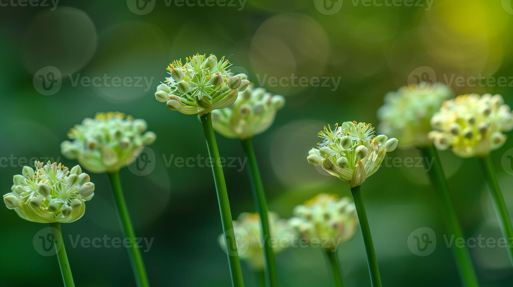 ai généré épanouissement sauvage poireau fleurs dans divers étapes de leur la vie cycle photo