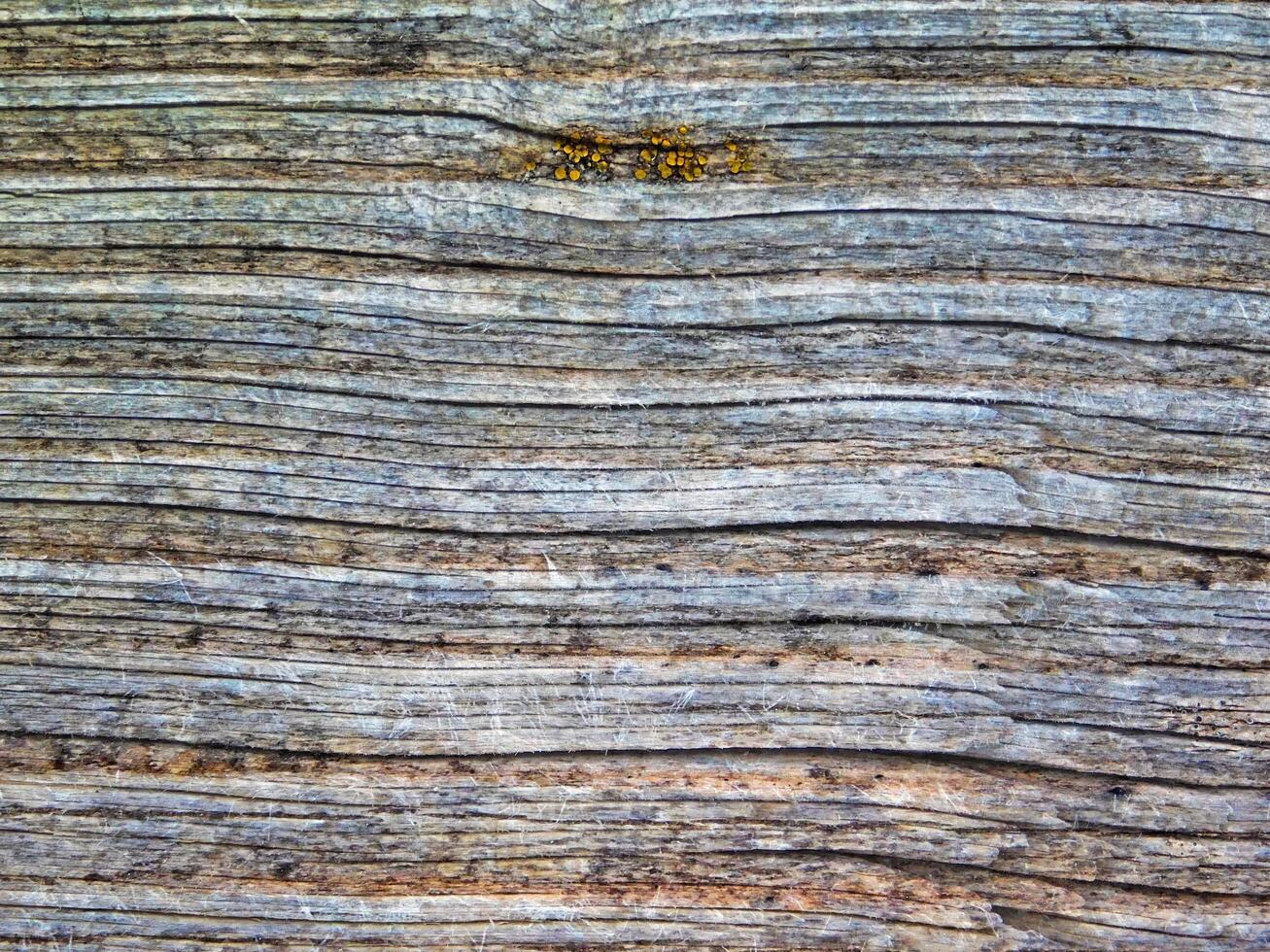 texture du bois à l'extérieur dans le jardin photo