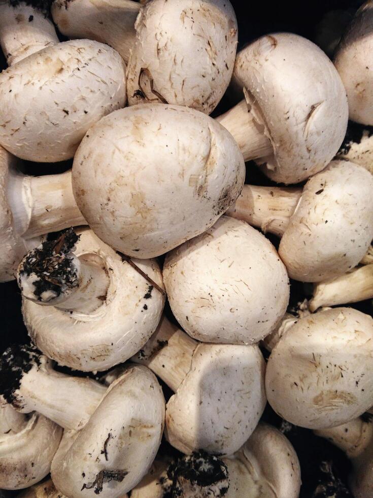 champignons dans la cuisine photo