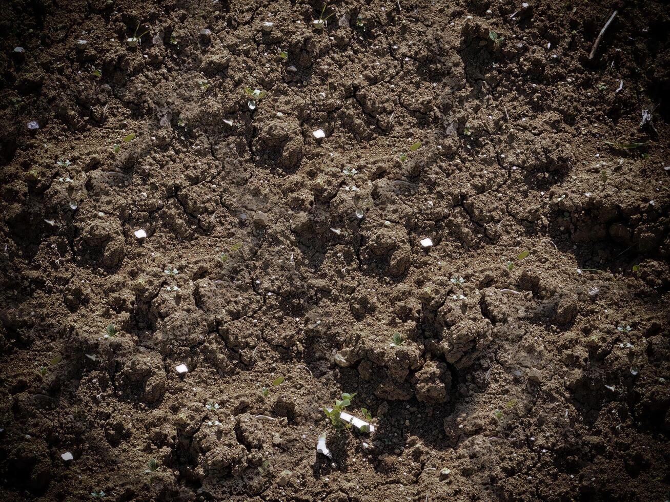 texture de terre sombre dans le jardin photo