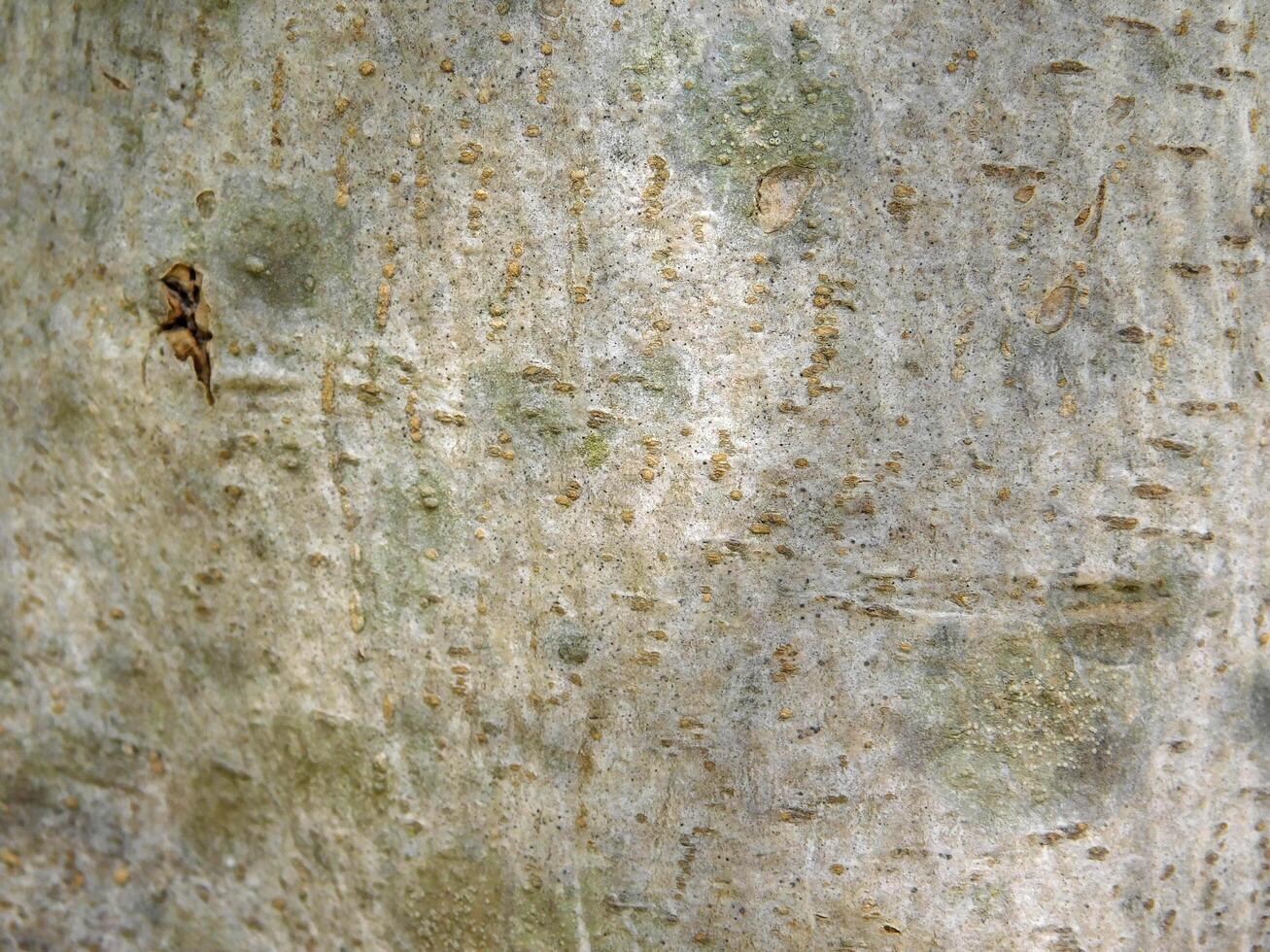 texture de tronc d'arbre photo