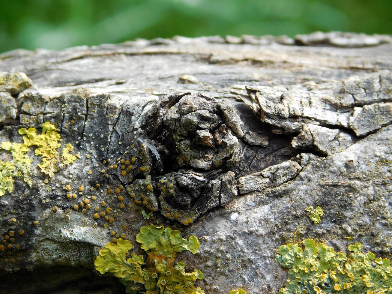 texture de tronc d'arbre photo