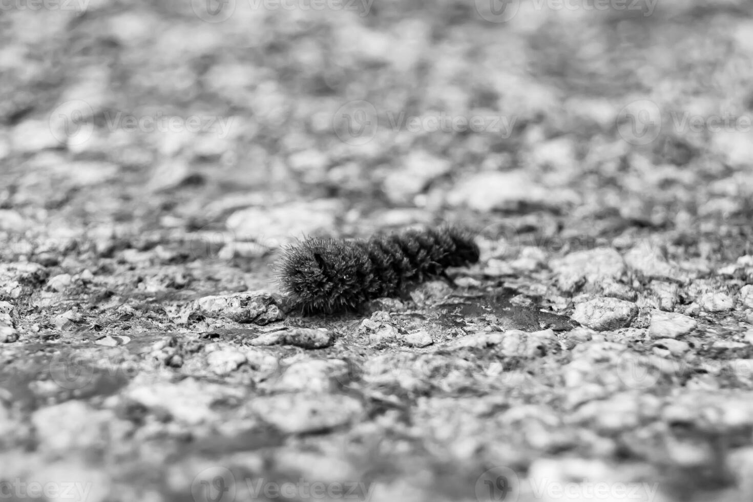 la photographie sur thème magnifique poilu chenille dans se dépêcher à tour dans papillon photo