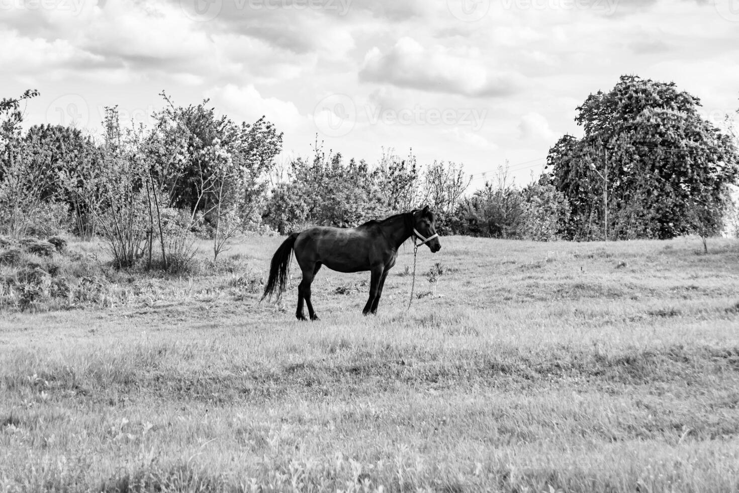 Bel étalon cheval brun sauvage sur la prairie de fleurs d'été photo