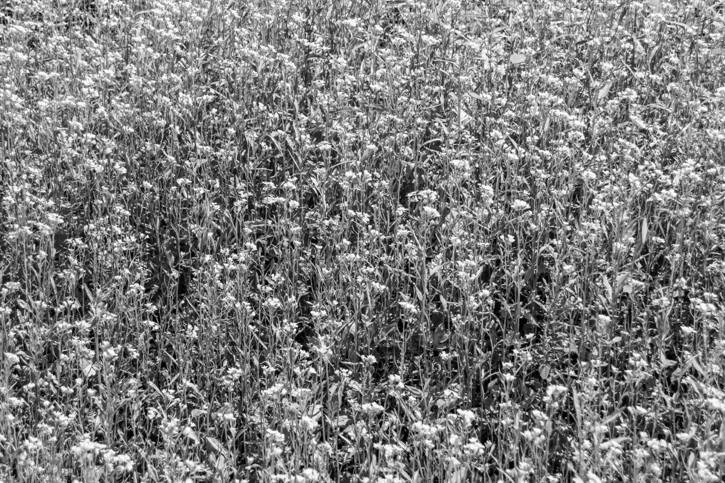 photographie sur le thème de la moutarde de fleurs sauvages fines sur fond de prairie photo