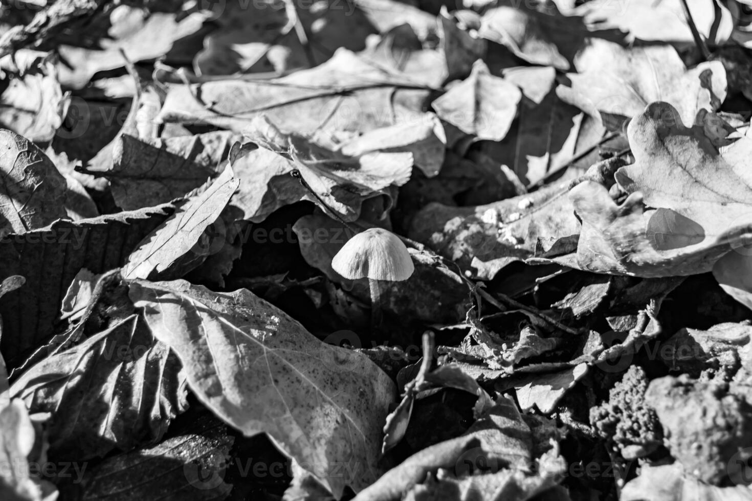 la photographie à thème grand magnifique toxique champignon dans forêt sur feuilles Contexte photo